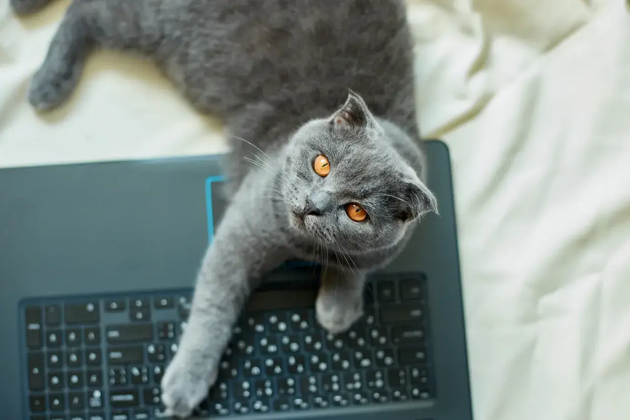 The Cat and Mouse Game of Cybersecurity: Sophistication and Greed